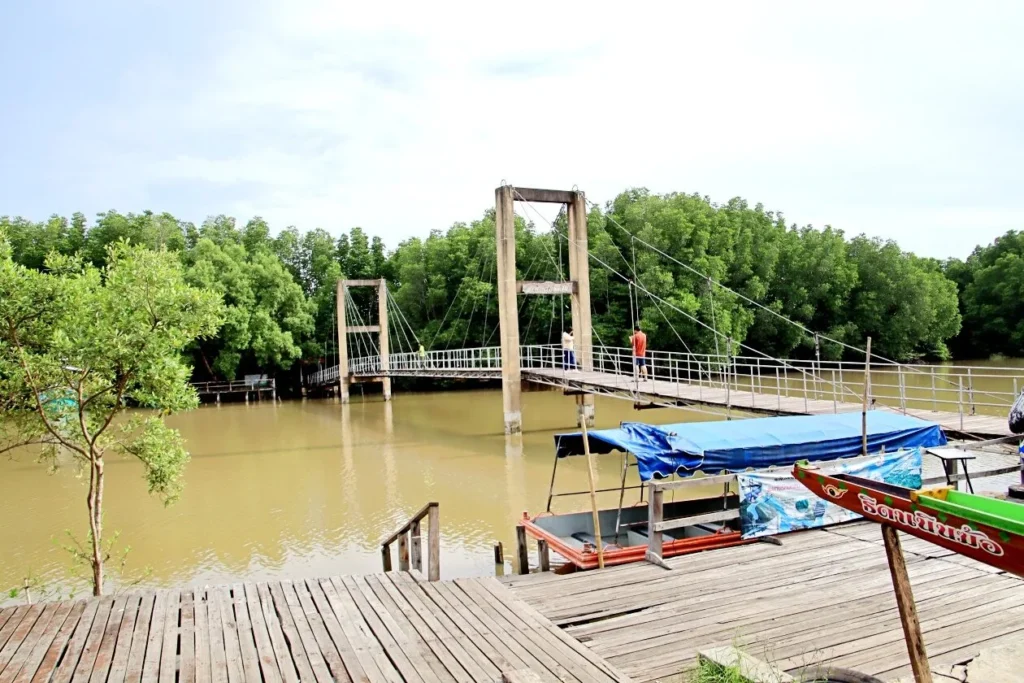 สะพานรักษ์แสม ระยอง ทางเดินไม้กลางป่าชายเลน รายล้อมด้วยต้นแสมและธรรมชาติอุดมสมบูรณ์