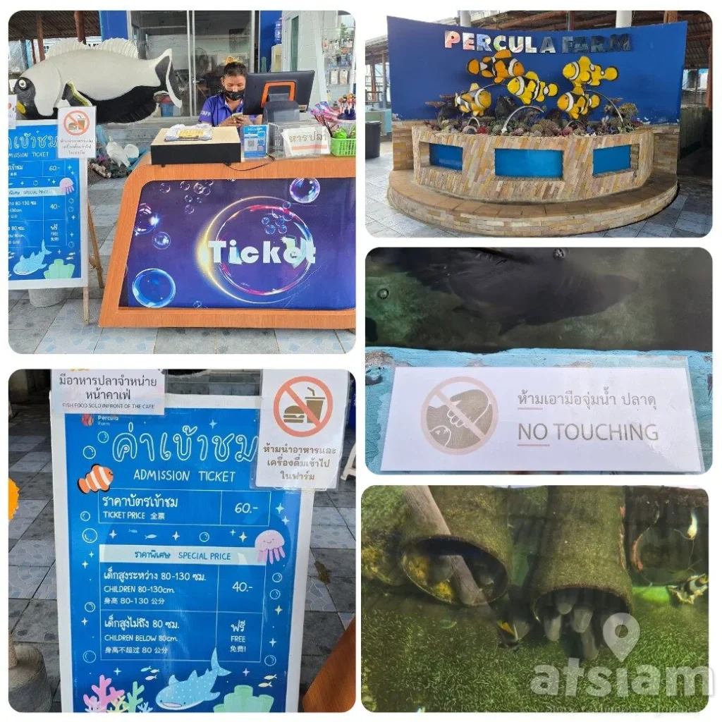 Percula Farm ฟาร์มปลาการ์ตูน แสมสาร เรียนรู้โลกใต้ทะเลแบบใกล้ชิด