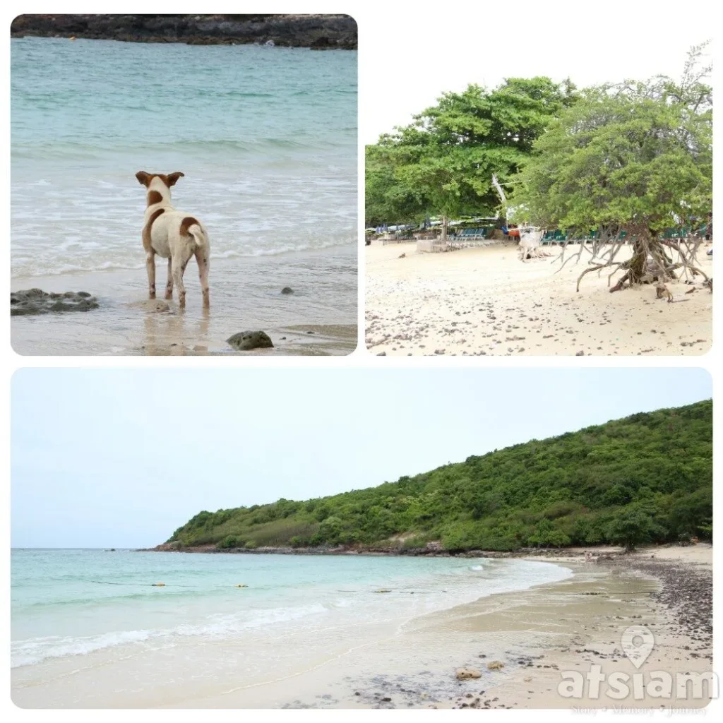 หาดนวล เกาะล้าน น้ำใส หาดยาว ฟีลดีแบบปล่อยใจได้ทั้งวัน