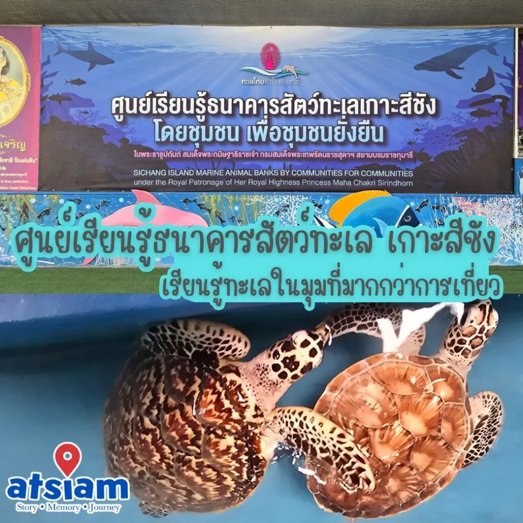 ศูนย์เรียนรู้ธนาคารสัตว์ทะเล เกาะสีชัง เรียนรู้ทะเลในมุมที่มากกว่าการเที่ยว