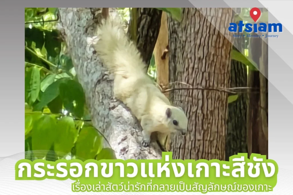กระรอกขาวแห่งเกาะสีชัง