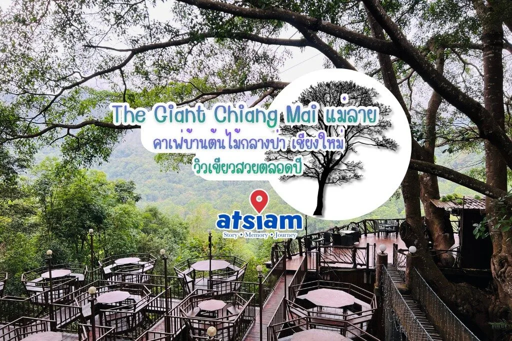 The Giant Chiang Mai แม่ลาย คาเฟ่บ้านต้นไม้กลางป่า เชียงใหม่ วิวเขียวสวยตลอดปี