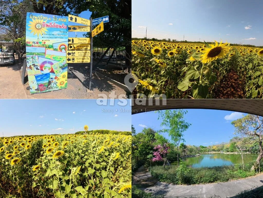 บ้านกล้วย & ไข่ Cafe ลพบุรี คาเฟ่ฟาร์มริมทางที่ซ่อนโลกอีกใบไว้ข้างใน