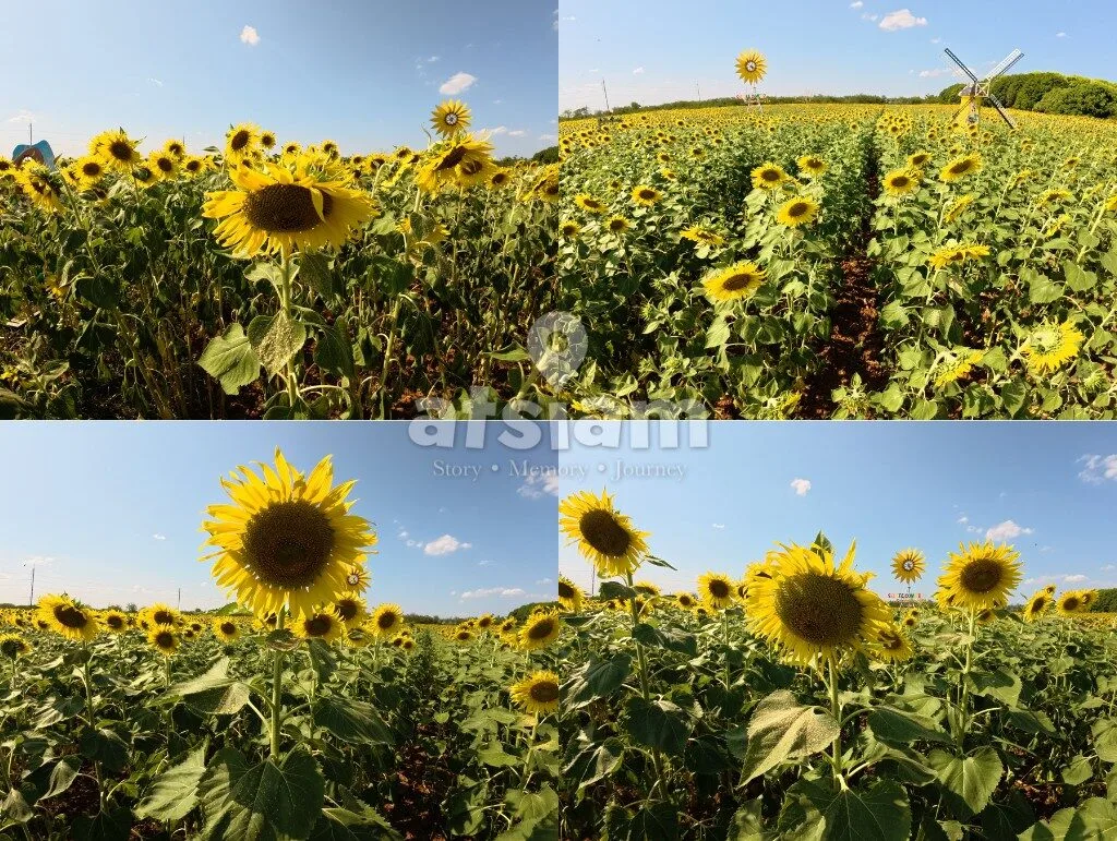 บ้านกล้วย & ไข่ Cafe ลพบุรี คาเฟ่ฟาร์มริมทางที่ซ่อนโลกอีกใบไว้ข้างใน