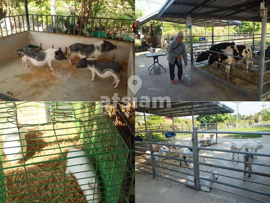บ้านกล้วย & ไข่ Cafe ลพบุรี คาเฟ่ฟาร์มริมทางที่ซ่อนโลกอีกใบไว้ข้างใน