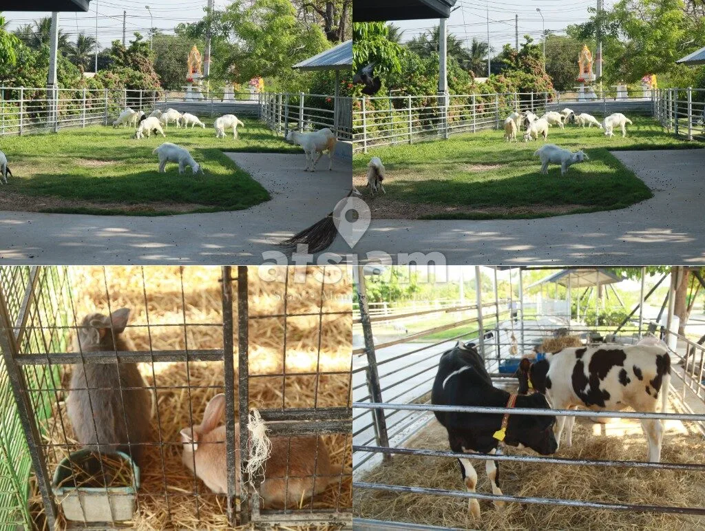 บ้านกล้วย & ไข่ Cafe ลพบุรี คาเฟ่ฟาร์มริมทางที่ซ่อนโลกอีกใบไว้ข้างใน