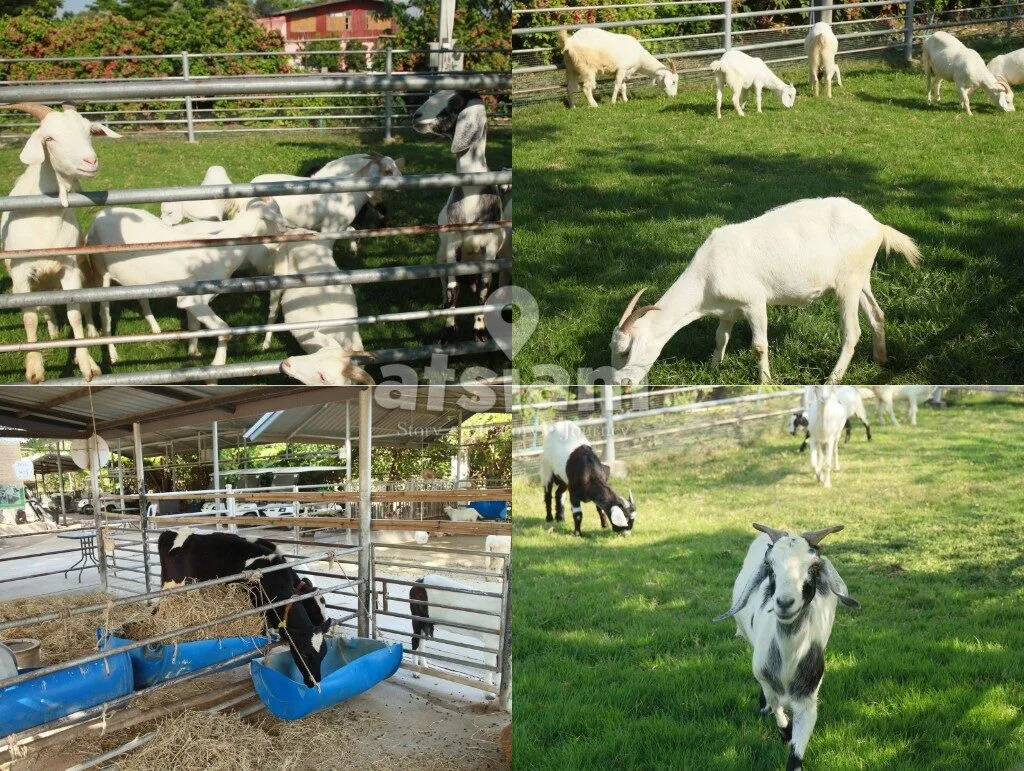 บ้านกล้วย & ไข่ Cafe ลพบุรี คาเฟ่ฟาร์มริมทางที่ซ่อนโลกอีกใบไว้ข้างใน