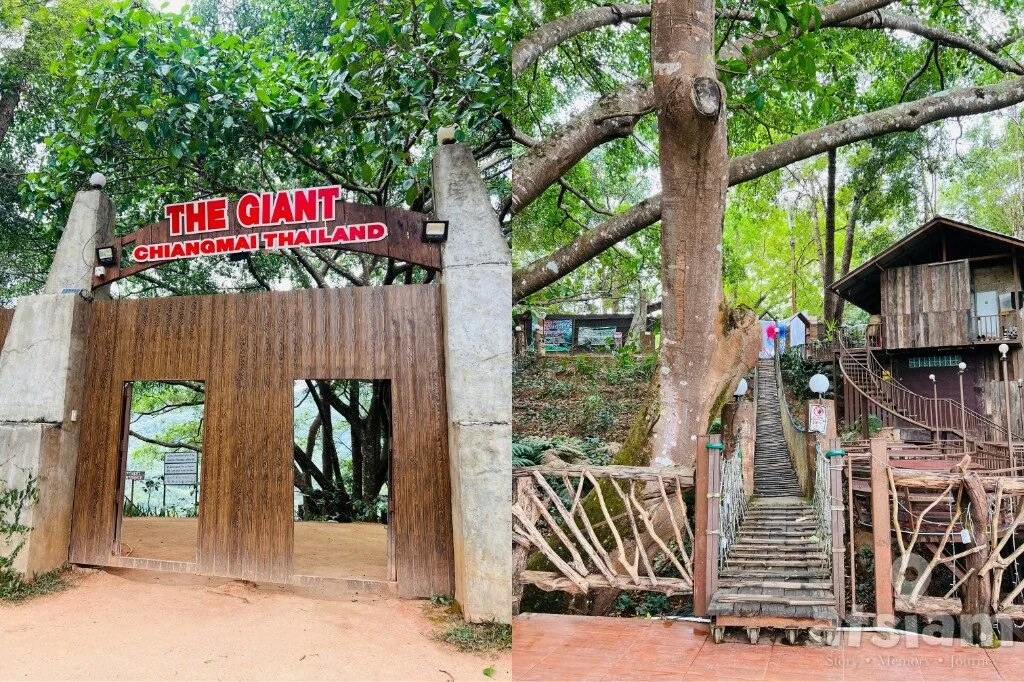 The Giant Chiang Mai แม่ลาย คาเฟ่บ้านต้นไม้กลางป่า เชียงใหม่ วิวเขียวสวยตลอดปี