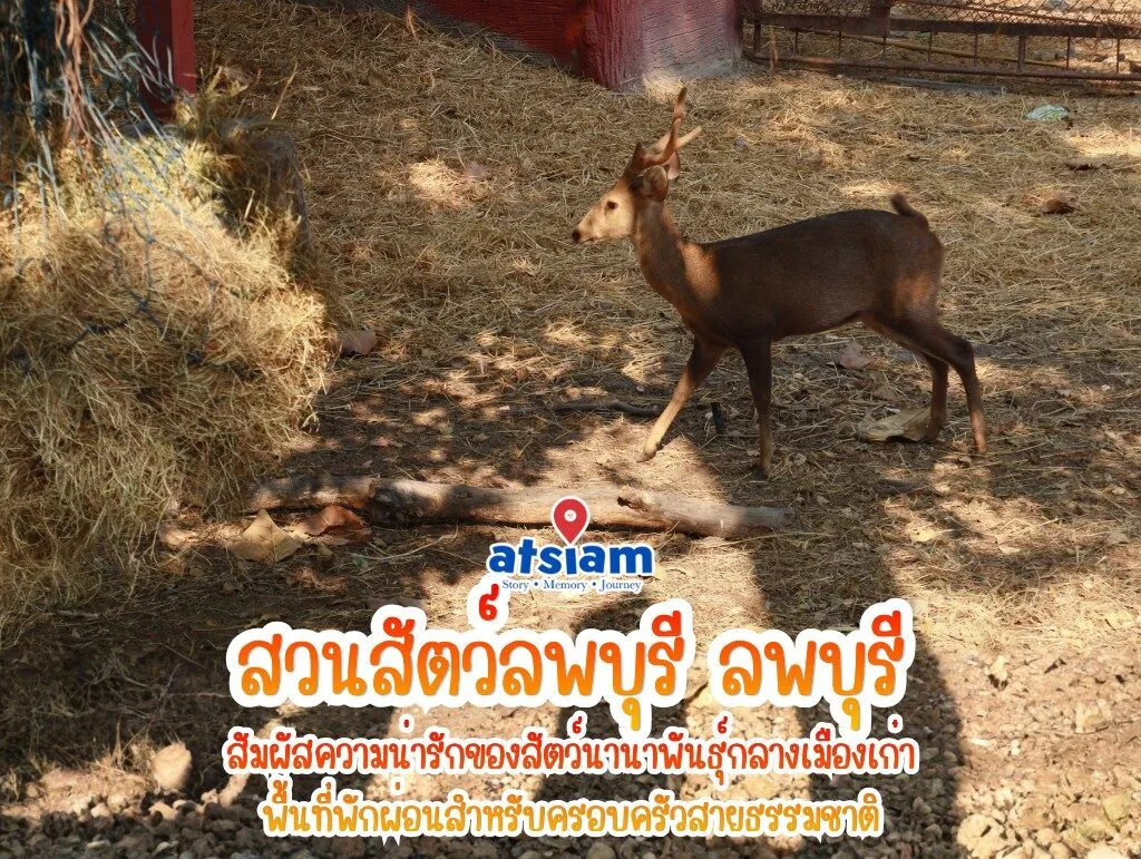 สวนสัตว์ลพบุรี ลพบุรี - สัมผัสความน่ารักของสัตว์นานาพันธุ์กลางเมืองเก่า พื้นที่พักผ่อนสำหรับครอบครัวสายธรรมชาติ