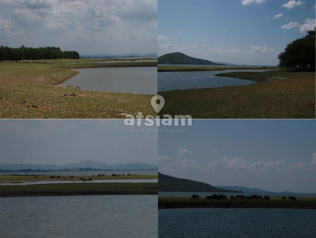 หน่วยพิทักษ์ป่าท่าฤทธิ์ เขื่อนป่าสักชลสิทธิ์ ลพบุรี - สัมผัสทุ่งหญ้าสะกดสายตา พิกัดลับฟีลเมืองนอกที่ต้องเช็กอิน