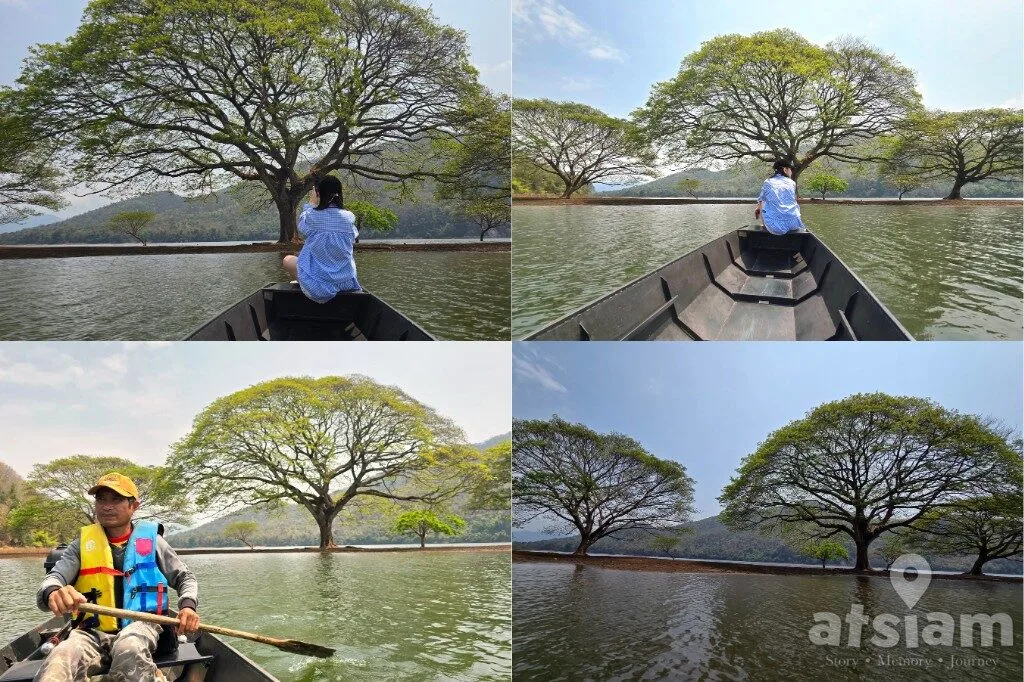 ต้นฉำฉายักษ์กลางน้ำ เขื่อนแม่งัด อ.พร้าว จ.เชียงใหม่ นั่งเรือถ่ายรูปอันซีนกลางน้ำ