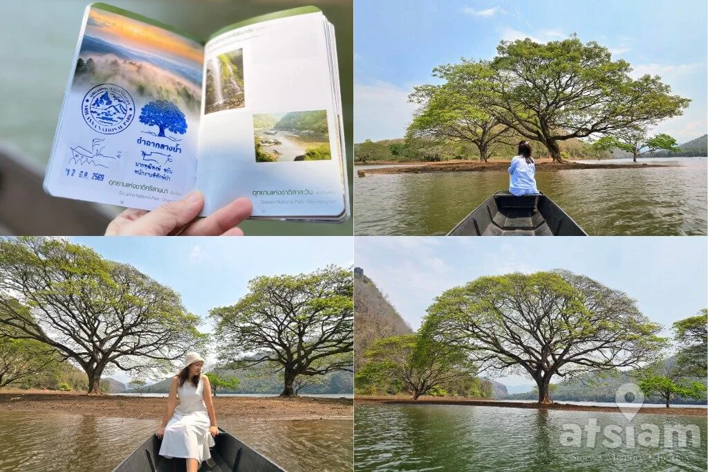 ต้นฉำฉายักษ์กลางน้ำ เขื่อนแม่งัด อ.พร้าว จ.เชียงใหม่ นั่งเรือถ่ายรูปอันซีนกลางน้ำ