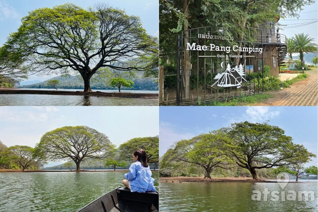 ต้นฉำฉายักษ์กลางน้ำ เขื่อนแม่งัด อ.พร้าว จ.เชียงใหม่ นั่งเรือถ่ายรูปอันซีนกลางน้ำ