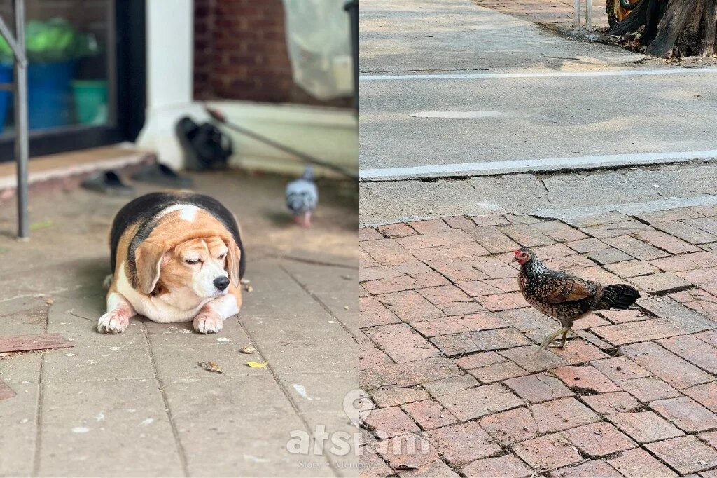 วัดอุโมงค์ สวนพุทธธรรม เชียงใหม่ เดินลอดอุโมงค์โบราณ สงบลึกกลางธรรมชาติ