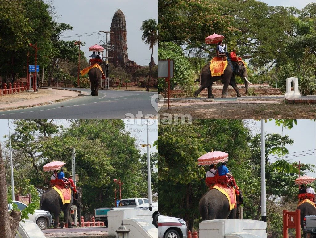 ปางช้างอยุธยา จังหวัดพระนครศรีอยุธยา — ย้อนรอยประวัติศาสตร์คชบาล สัมผัสหัวใจการอนุรักษ์ช้างไทยในอดีตราชธานี