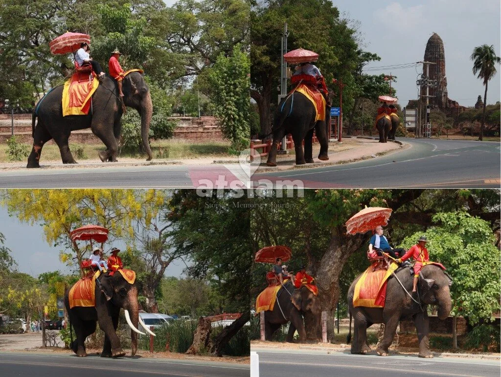 ปางช้างอยุธยา จังหวัดพระนครศรีอยุธยา — ย้อนรอยประวัติศาสตร์คชบาล สัมผัสหัวใจการอนุรักษ์ช้างไทยในอดีตราชธานี