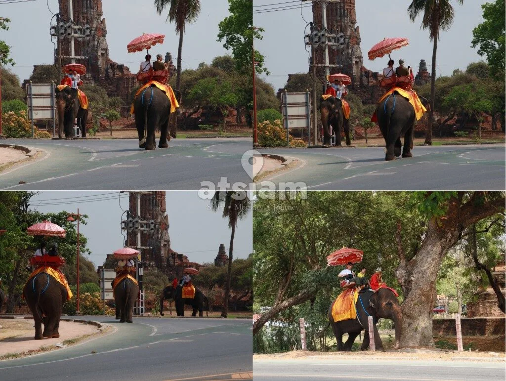 ปางช้างอยุธยา จังหวัดพระนครศรีอยุธยา — ย้อนรอยประวัติศาสตร์คชบาล สัมผัสหัวใจการอนุรักษ์ช้างไทยในอดีตราชธานี