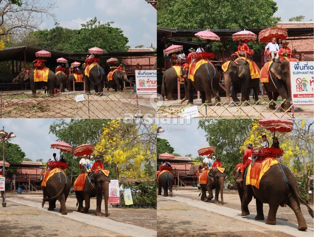 ปางช้างอยุธยา จังหวัดพระนครศรีอยุธยา — ย้อนรอยประวัติศาสตร์คชบาล สัมผัสหัวใจการอนุรักษ์ช้างไทยในอดีตราชธานี