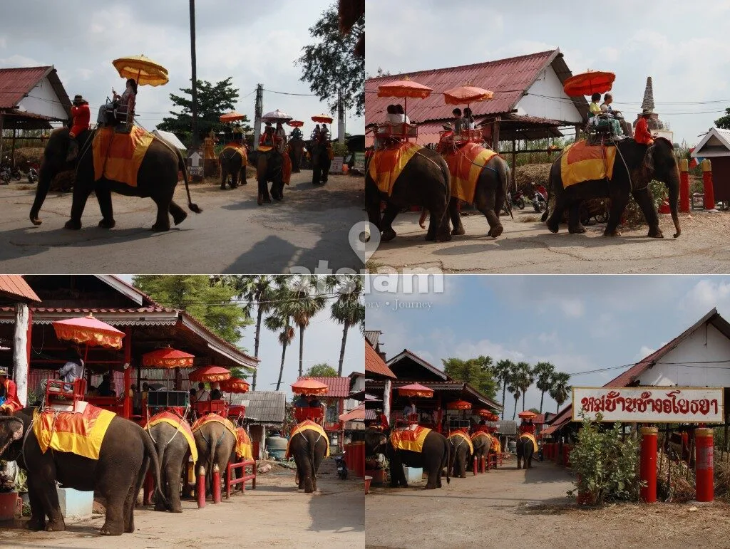 หมู่บ้านช้างอโยธยา — มากกว่าแค่การเที่ยวชม แต่คือการเรียนรู้และสัมผัสหัวใจของอยุธยาผ่านวิถีช้างไทยใน จังหวัดพระนครศรีอยุธยา