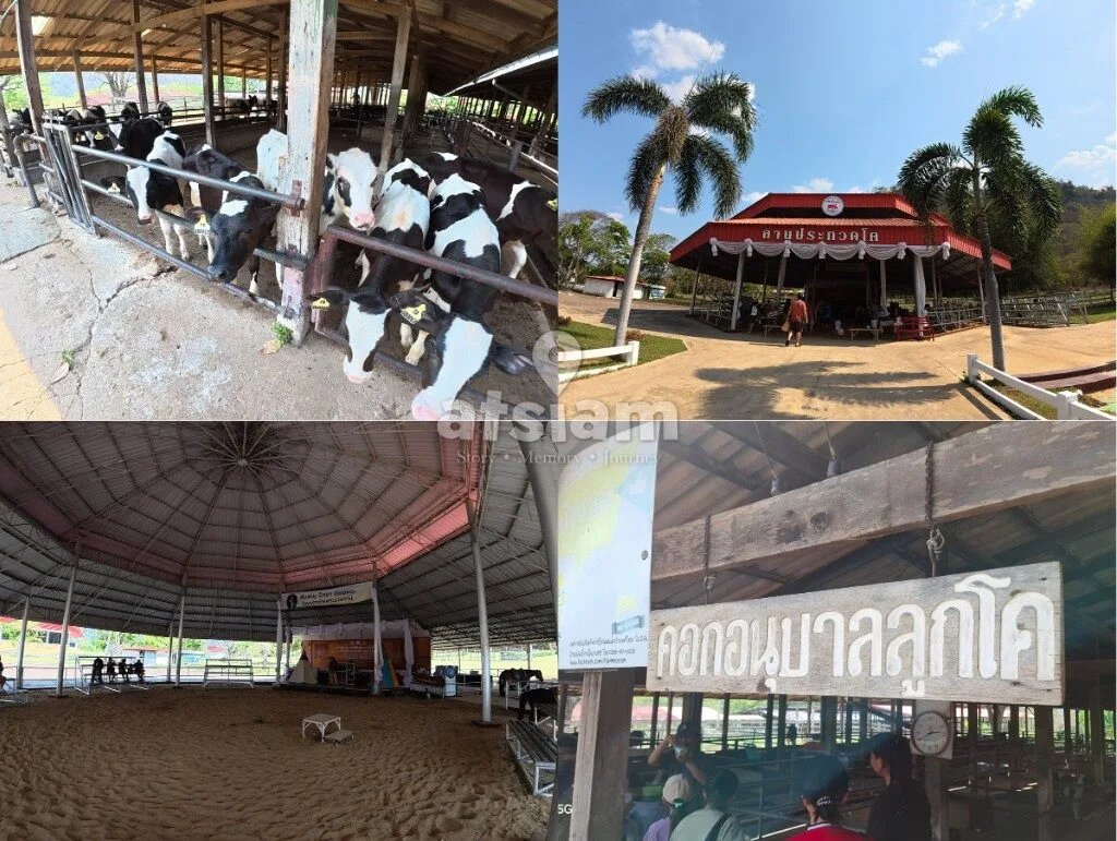 ฟาร์มโคนมไทย-เดนมาร์ก จังหวัดสระบุรี - ถอดรหัสสายสัมพันธ์ทางการทูตและหมุดหมายทางประวัติศาสตร์เศรษฐกิจระหว่างไทย-เดนมาร์ก