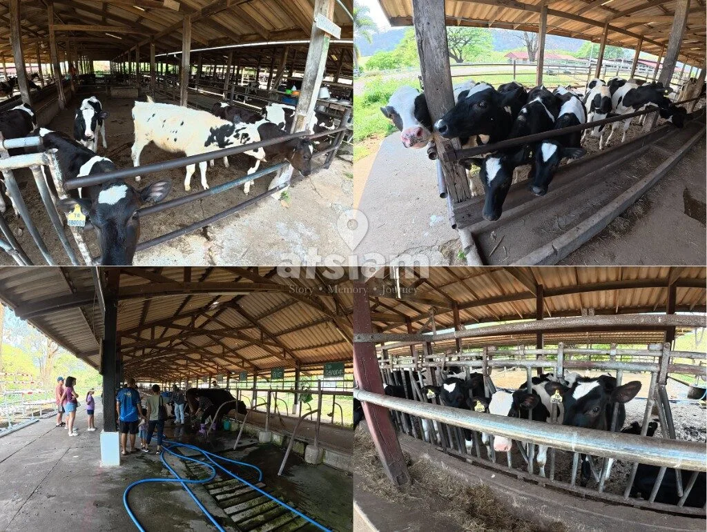ฟาร์มโคนมไทย-เดนมาร์ก จังหวัดสระบุรี - ถอดรหัสสายสัมพันธ์ทางการทูตและหมุดหมายทางประวัติศาสตร์เศรษฐกิจระหว่างไทย-เดนมาร์ก