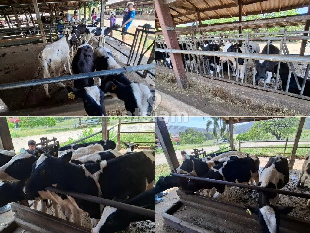 ฟาร์มโคนมไทย-เดนมาร์ก จังหวัดสระบุรี - ถอดรหัสสายสัมพันธ์ทางการทูตและหมุดหมายทางประวัติศาสตร์เศรษฐกิจระหว่างไทย-เดนมาร์ก