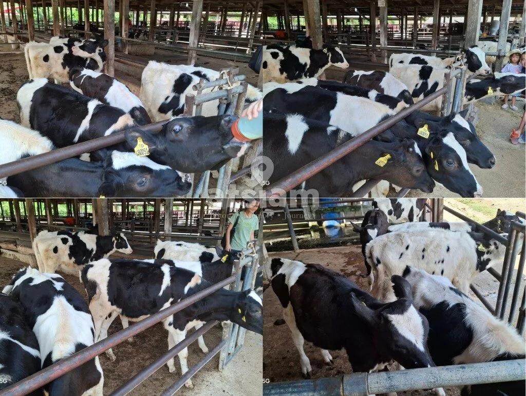 ฟาร์มโคนมไทย-เดนมาร์ก จังหวัดสระบุรี - ถอดรหัสสายสัมพันธ์ทางการทูตและหมุดหมายทางประวัติศาสตร์เศรษฐกิจระหว่างไทย-เดนมาร์ก