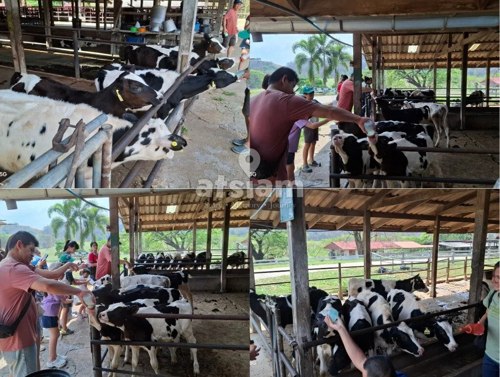 ฟาร์มโคนมไทย-เดนมาร์ก จังหวัดสระบุรี - ถอดรหัสสายสัมพันธ์ทางการทูตและหมุดหมายทางประวัติศาสตร์เศรษฐกิจระหว่างไทย-เดนมาร์ก