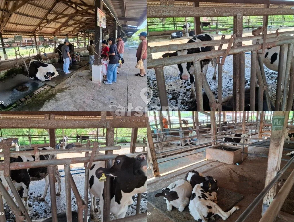 ฟาร์มโคนมไทย-เดนมาร์ก จังหวัดสระบุรี - ถอดรหัสสายสัมพันธ์ทางการทูตและหมุดหมายทางประวัติศาสตร์เศรษฐกิจระหว่างไทย-เดนมาร์ก