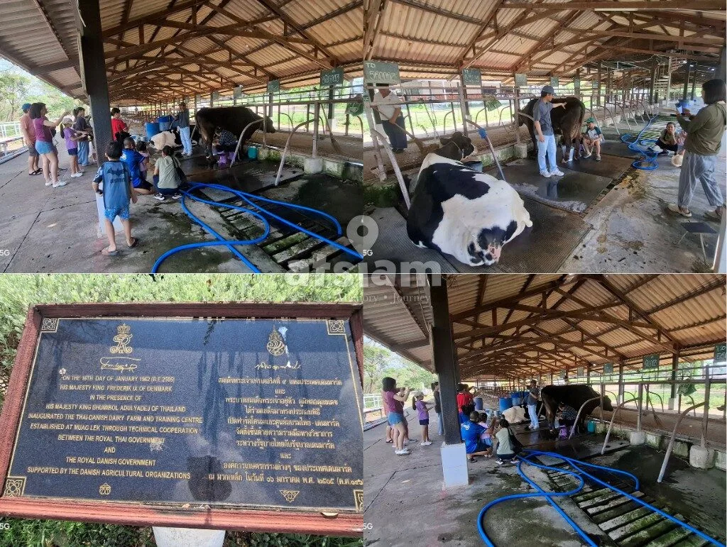 ฟาร์มโคนมไทย-เดนมาร์ก จังหวัดสระบุรี - ถอดรหัสสายสัมพันธ์ทางการทูตและหมุดหมายทางประวัติศาสตร์เศรษฐกิจระหว่างไทย-เดนมาร์ก